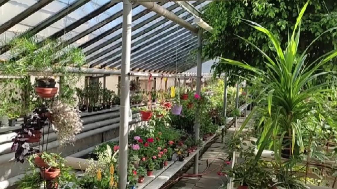 Прогулка в оранжерею дендрологического парка смотреть онлайн