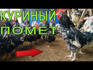 Комбикорм и куриный помет | Как корм влияет на куриный навоз.