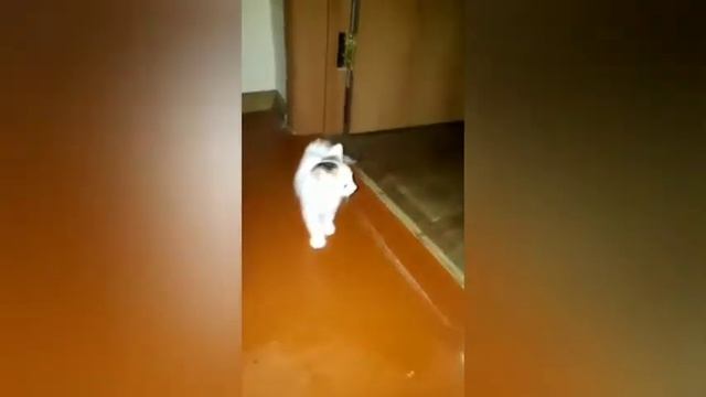 Смех смешные видео хомяков и кошек