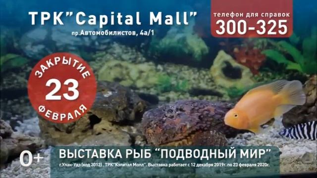Выставка Рыб смотреть онлайн