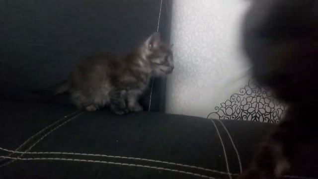 Смешной КОТЕ. Прикольный котенок. Приключения котенка Шустрика смотреть онлайн
