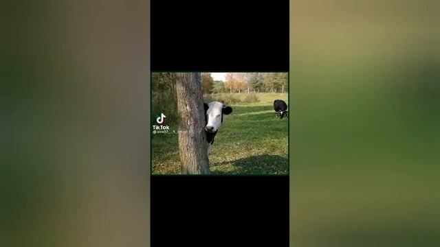 Приколы 2021 г. смотреть онлайн