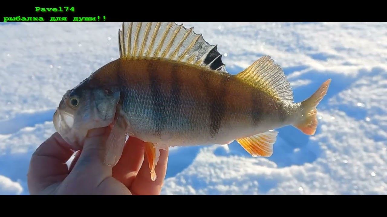 За полосатым охотником!