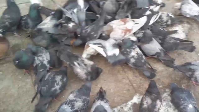 Голуби давят друг друга смотреть онлайн