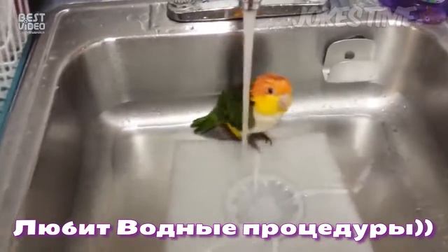 ЛУЧШИЕ ПРИКОЛЫ 2018 😂 ЯНВАРЬ Лучшая Подборка Приколов 🔥 ТОПОВЫЕ Приколы смотреть онлайн
