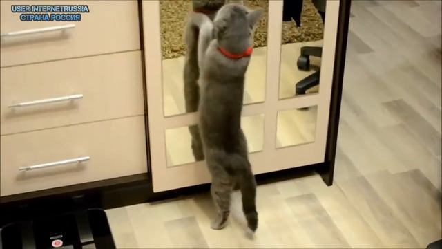 ЮМОР и прикол Танцуют все ПРИКОЛЫ 2014! HD смотреть онлайн