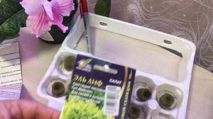 Посеяла семена в  пробки из минеральной ваты показыва?