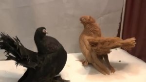 Статные голуби заводчика В.И.Масленникова 2015г ч.2