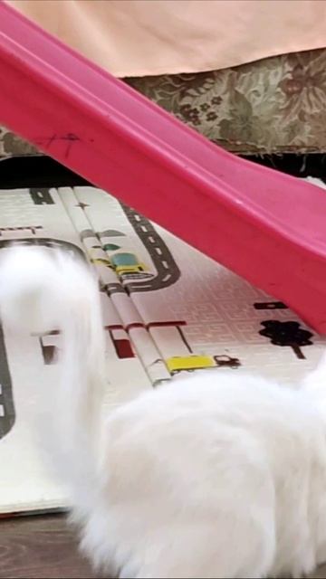 Надо спрятаться. Кошка смотреть онлайн