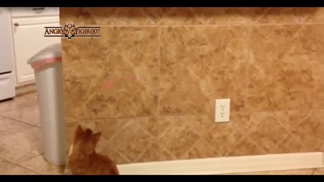 Смешные кошки лучшая ржака смех юмор Best Funny Videos смотреть онлайн