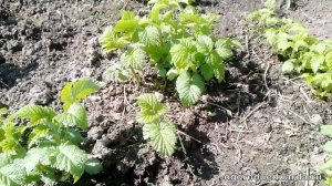 Показываю как ремонтантная малина Полка переносит ночные заморозки