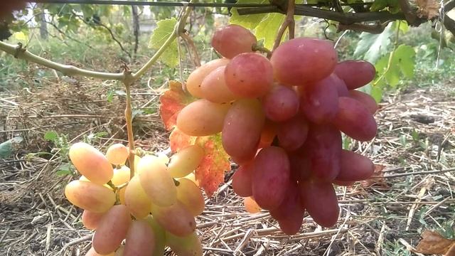 Виноград Виктор смотреть онлайн