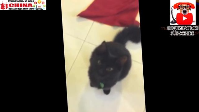 Коты напакостили, теперь ходят обиженные смотреть онлайн
