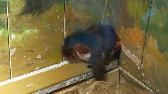 Ратуфа - самая большая в мире белка (в зоопарке г. Далянь)