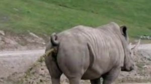 носорог пердит срет срет надристал жидким дористаловом🐗💨😋😋😋💩💩💩💩💩🤣🤣🤣🤣🤣🤣🤣