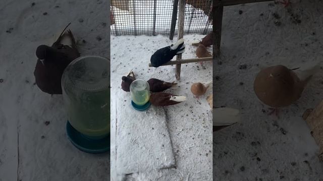 Мариупольские голуби смотреть онлайн