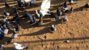 Николаевские голуби Крым г. Саки перелёт голубей.