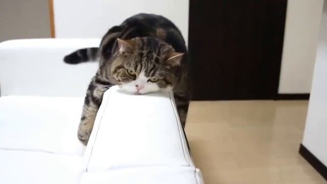 Нарезка смешные животные 2015 смотреть онлайн