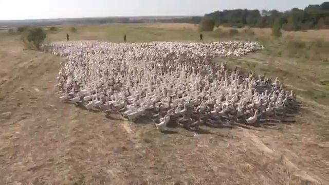 Что за птица гусь? смотреть онлайн