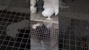 выставка голубей в городе Мелитополе