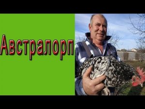 Австралорп l Куры породы Австралорп
