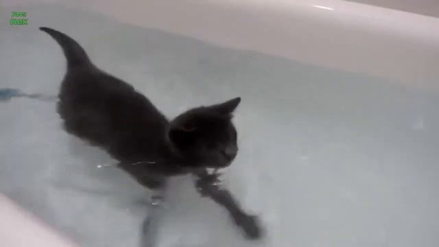 Смешные Кошки в Бане смотреть онлайн