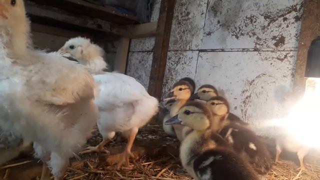 Утки шутки смотреть онлайн