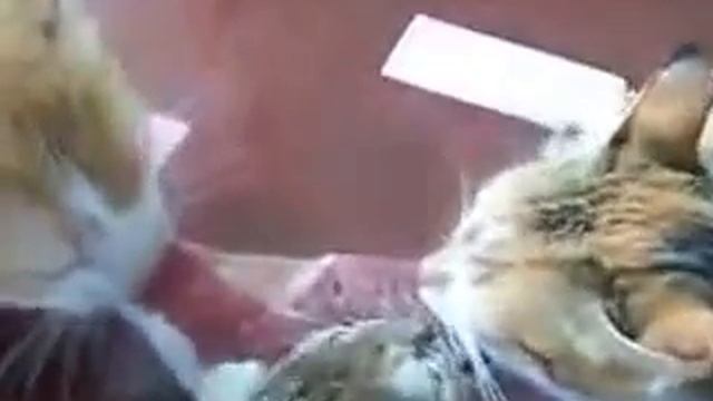 Приколы кошки видео смотреть , приколы над кошками смотреть онлайн