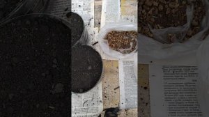 Махорка. Посев на рассаду