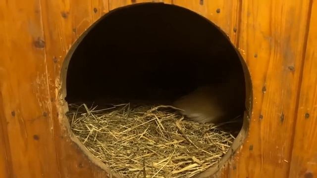Алиса - Лиса / Прикольные Моменты с Алисой ч. 231 / Alice the Fox смотреть онлайн