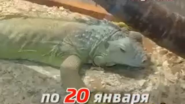 Дагестанская выставка. Парад обезьян и пауки- гиганты смотреть онлайн