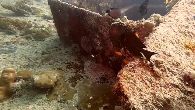 Diving Kuredu Island, Maldives, 2023 смотреть онлайн