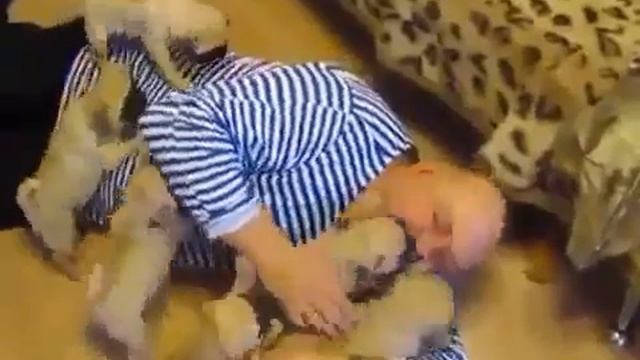 Милые мопсы ))))))))))приколы смотреть онлайн