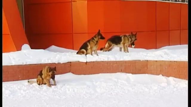 Телеканал "Лот" Рубрика "В объективе" Любимцы.avi смотреть онлайн