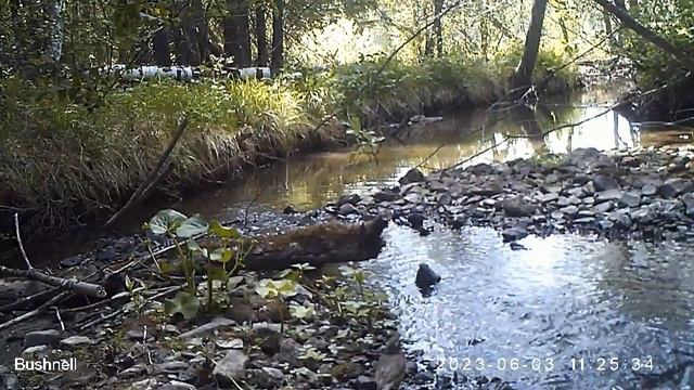 Дрозды белобровики смотреть онлайн