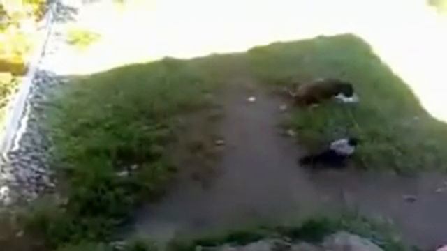 Приставучая ворона смотреть онлайн