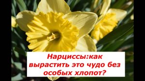 Нарциссы: как вырастить это весеннее чудо?
