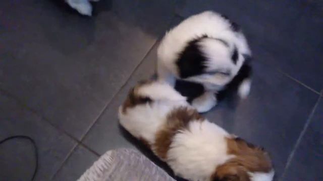 Щенки ши тцу смотреть онлайн