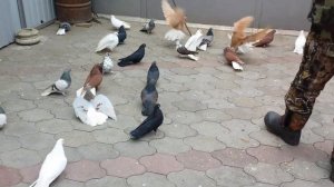 Гоняем Николаевских Голубей !!!