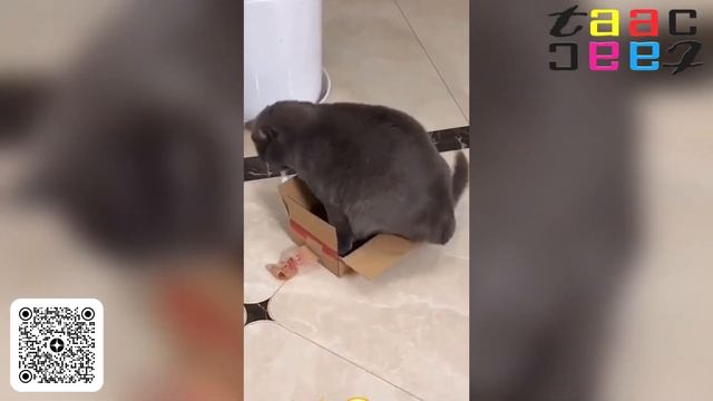 ПРИКОЛЫ С КОТАМИ. ВИДЕО СМЕШНЫЕ КОТЫ ВИДЕО ОЧЕНЬ СМЕШНО. ЮМОР И ПОЗИТИВ смотреть онлайн