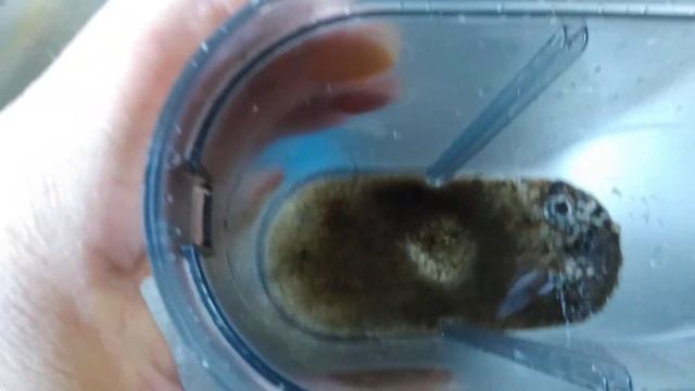 Eden 501 Gravel Cleaner part 3 смотреть онлайн