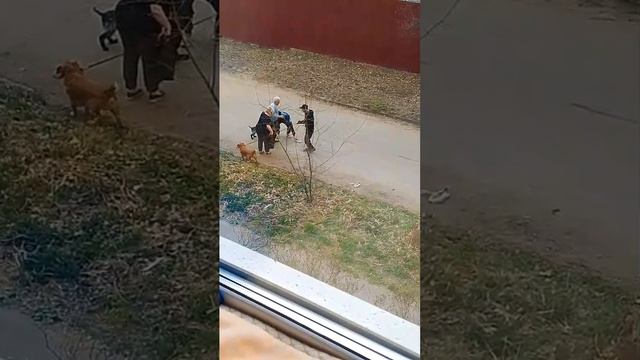 Дочь из окна засняла ссору собачников. Дед шустёр)