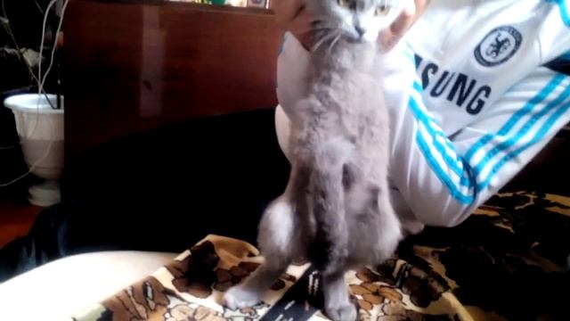 Шок!!!у кошки большой писюн!!!! смотреть онлайн