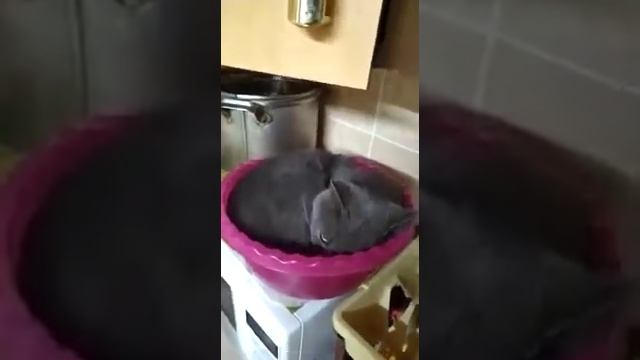 Не мешай спать! Я после ночной смены смотреть онлайн
