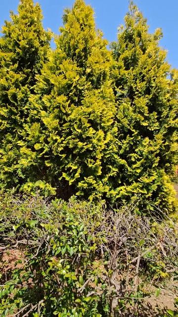 Тую нннннадо???? смотреть онлайн