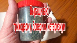 Выращивание триходермы, боверии ,метаризиума в банках