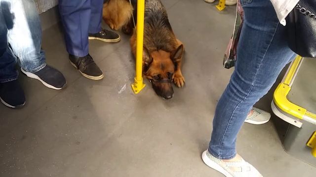 Устала как собака! Нарушает масочный режим! смотреть онлайн