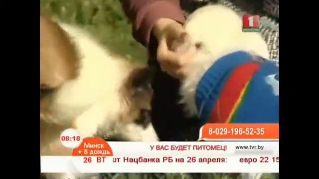 У вас будет питомец