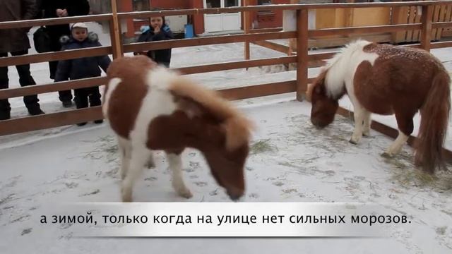 Лошадки ждут Деда Мороза! смотреть онлайн