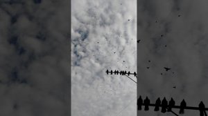 николаевские Голуби бабочка Ростовская область 21.10.2023